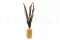 Konserviertes Reed grass 2