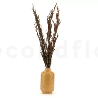 Reed Grass stabilis&eacute;