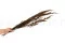 Preserved Reed Grass 3