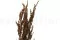 Konserviertes Reed grass 4