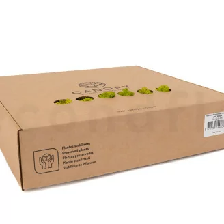 Konserviertes Islandmoos Lime Green (Box)