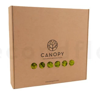 Lichen stabilis&eacute; Lime Green (Bo&icirc;te)