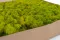 Konserviertes Islandmoos Lime Green (Box) 5