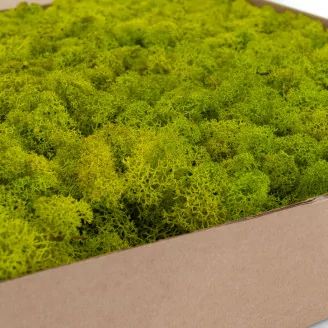 Konserviertes Islandmoos Lime Green (Box)