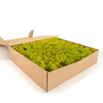Liquen preservado Lime Green (Caja)