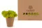 Lichene stabilizzato Lime Green (Scatola) 8