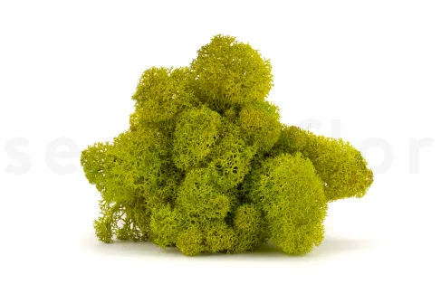 Konserviertes Islandmoos Lime Green (Box)