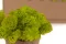 Preserved Reindeer Moss Lime Green (Box) 7