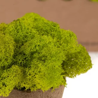 Lichen stabilis&eacute; Lime Green (Bo&icirc;te)