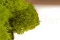 Konserviertes Islandmoos Lime Green (Box) 9