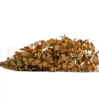 Preserved Stuartiana Eucalyptus Yellow