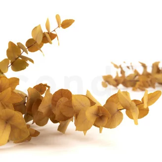 Preserved Stuartiana Eucalyptus Yellow