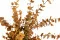 Preserved Stuartiana Eucalyptus Yellow 4