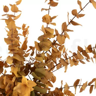 Eucalyptus Stuartiana stabilis&eacute; Jaune