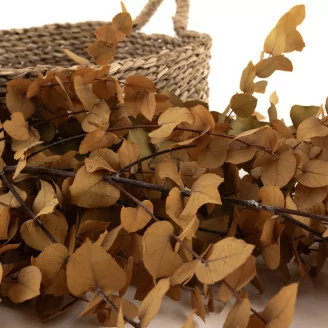 Preserved Stuartiana Eucalyptus Yellow