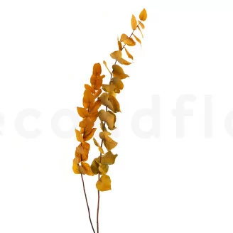 Eucalyptus Stuartiana stabilis&eacute; Jaune