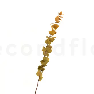 Eucalyptus Stuartiana stabilis&eacute; Jaune