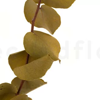 Eucalyptus Stuartiana stabilis&eacute; Jaune