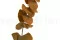 Preserved Stuartiana Eucalyptus Yellow 13