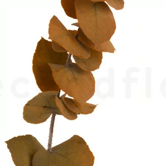 Eucalyptus Stuartiana stabilis&eacute; Jaune