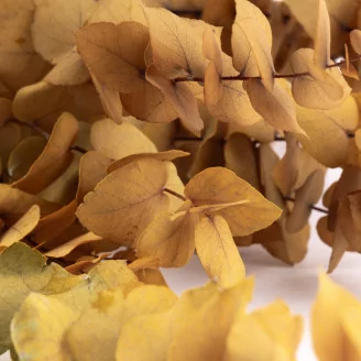 Preserved Stuartiana Eucalyptus Yellow