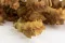 Eucalyptus Stuartiana stabilis&eacute; Jaune 14