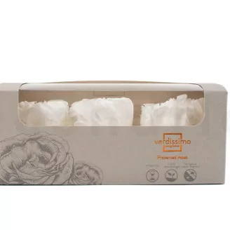 Pivoine stabilis&eacute;e Blanc (x3)