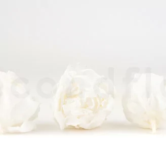 Peonia stabilizzata Bianco (x3)