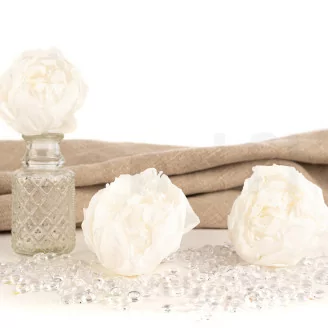 Pivoine stabilis&eacute;e Blanc (x3)