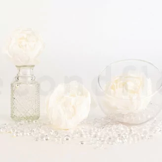 Pivoine stabilis&eacute;e Blanc (x3)