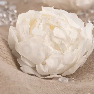 Peon&iacute;a preservada Blanco (x3)