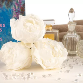 Preserved Peony White (x3)