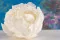 Pivoine stabilis&eacute;e Blanc (x3) 4