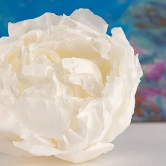 Pivoine stabilis&eacute;e Blanc (x3)