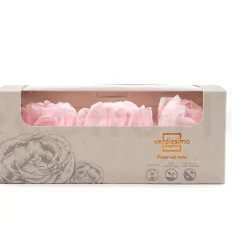 Konservierte Pfingstrose Rosa (x3)