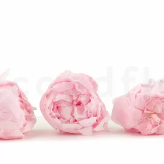Pivoine stabilis&eacute;e Rose (x3)