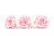 Pivoine stabilis&eacute;e Rose (x3) 7