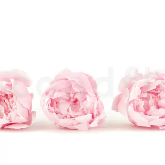 Pivoine stabilis&eacute;e Rose (x3)