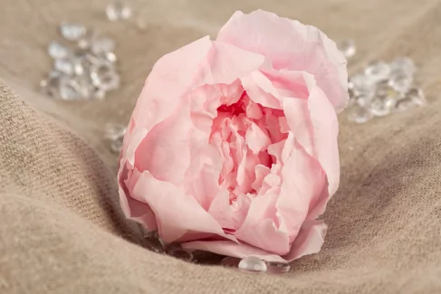 Peonia stabilizzata - Scatola da 3 - Pastel Pink