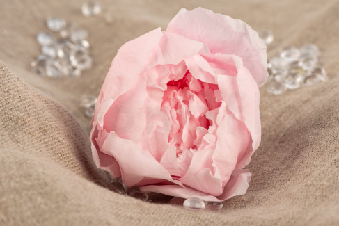 Peony Stabilized - Box of 3 - Pastel Pink