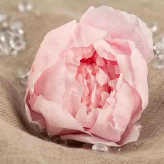 Konservierte Pfingstrose Rosa (x3)