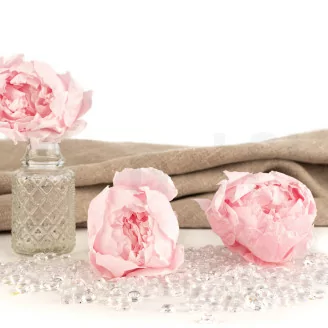 Pivoine stabilis&eacute;e Rose (x3)