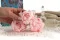 Preserved Peony Pink (x3) 4