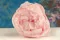 Preserved Peony Pink (x3) 3