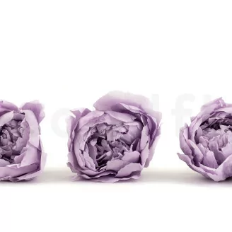 Pivoine stabilis&eacute;e Lavande (x3)