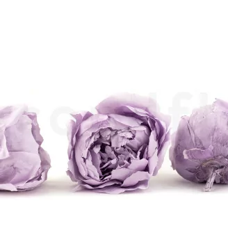 Pivoine stabilis&eacute;e Lavande (x3)