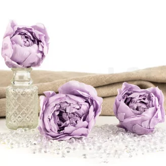 Pivoine stabilis&eacute;e Lavande (x3)