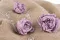 Peonia stabilizzata Lavanda (x3) 6