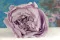 Peonia stabilizzata Lavanda (x3) 3