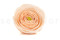 Ranunculus Stabilized - Box of 9 - Peach 7